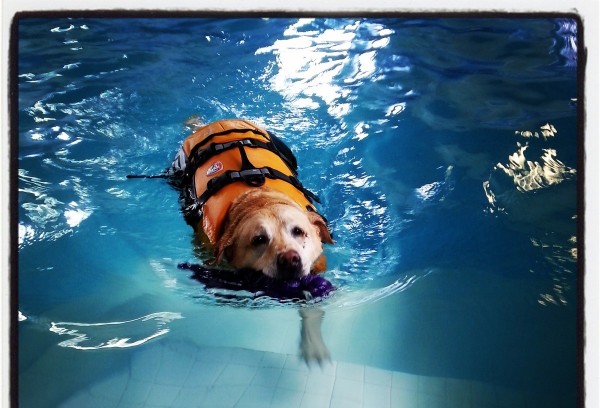 labrador in acqua