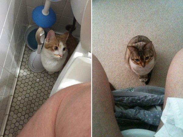 animali che non conoscono privacy in bagno
