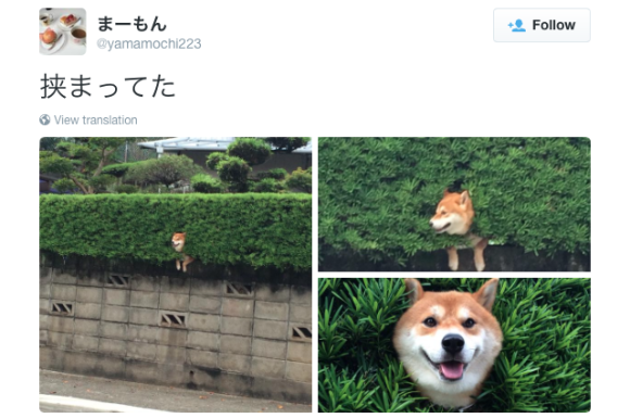 Shiba Inu