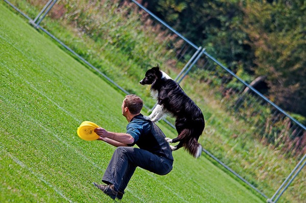 15 razze cani più adatte single