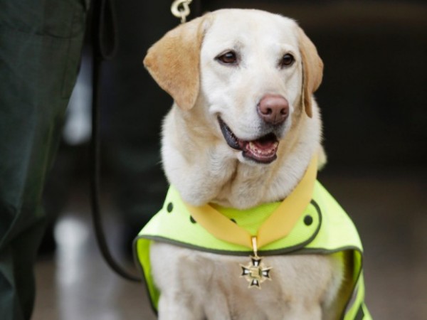 Cagnolina antinarcos scopre 1 tonnellata di droga