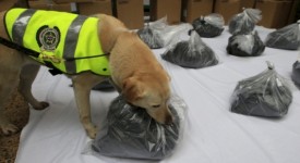 Cagnolina antidroga scopre tonnellata droga