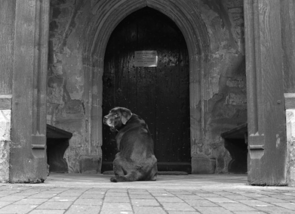 Cane cacciato dalla chiesa