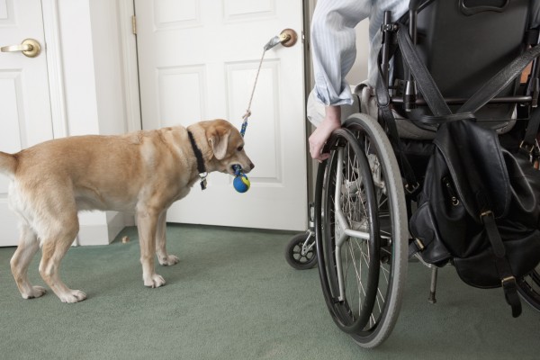 Cane guida disabile rifiutato a bordo, condannata compagnia aerea