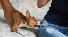 7 prove cane bisogno stimoli mentali