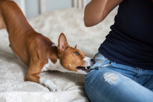 7 prove cane bisogno stimoli mentali