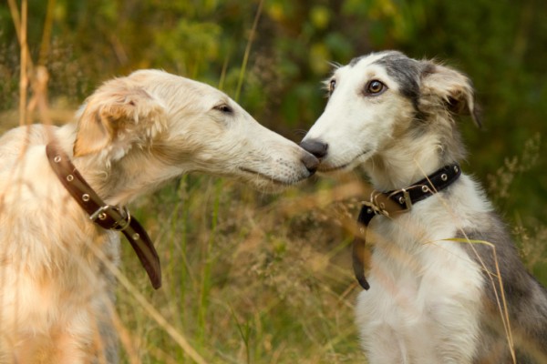 Cani femmina più intelligenti dei maschi?