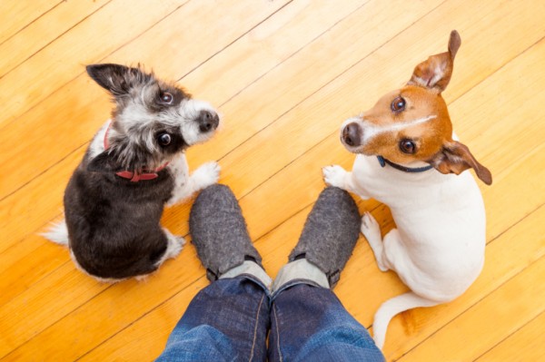 Cani meno intelligenti per colpa uomo