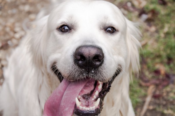 Faccia di un cane felice