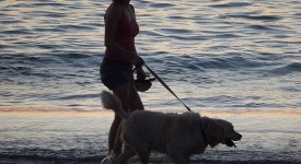 15 razze cane più adatte single