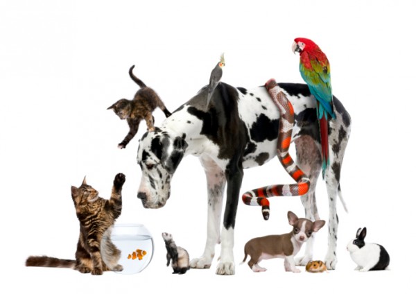 conto , banca, animali domestici, enpa, Sette consigli convivenza domestica animali