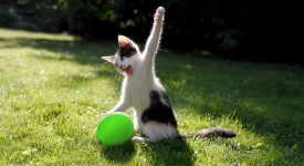 Magia gatti magnifici ritratti
