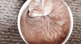 Magici gatti magnifici scatti