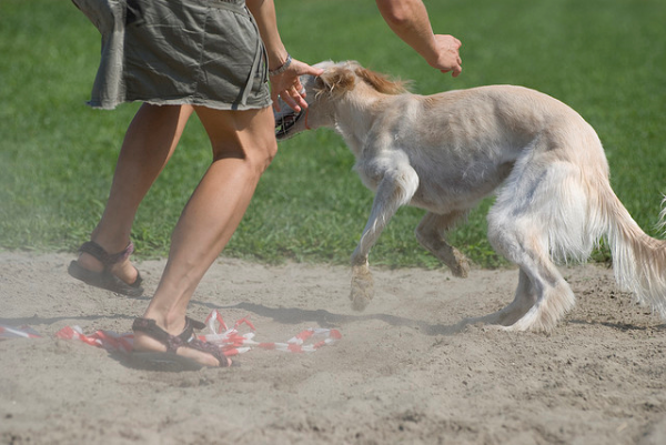 15 razze cane più adatte single