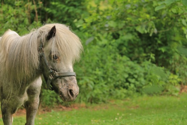 Pony amico bambini abbandonato al guardrail