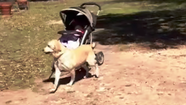 passeggiate insolite cane bambino