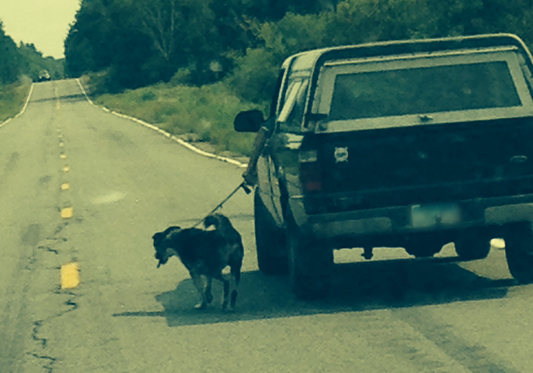 Cane portato a passeggio