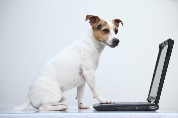 skype tra cani