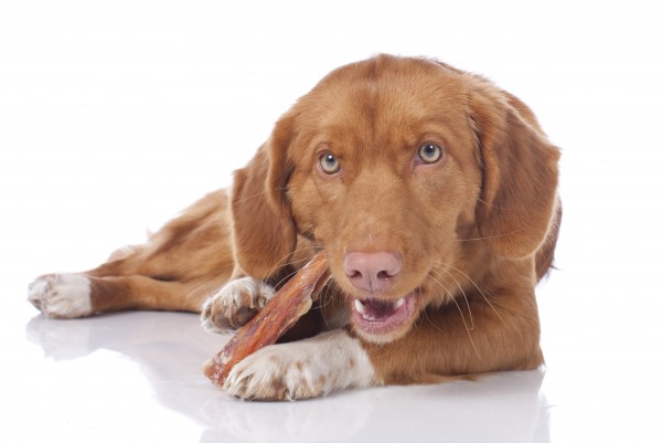 mastectomia cane disturbi dopo operazione