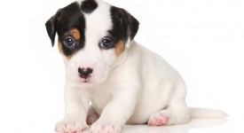 dare apoquel cucciolo cane dermatite prurito