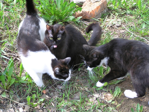 Gatti madre uccisi, sei mesi carcere