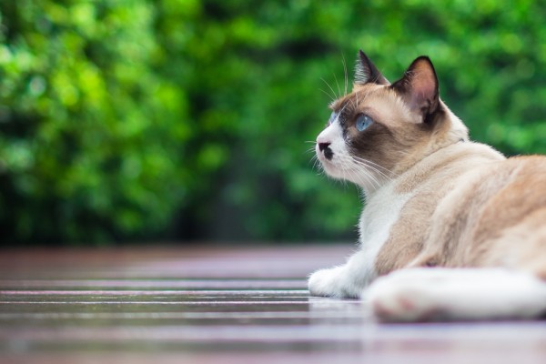 gatto non vuole entrare in casa