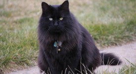 pulci gatto pelo lungo