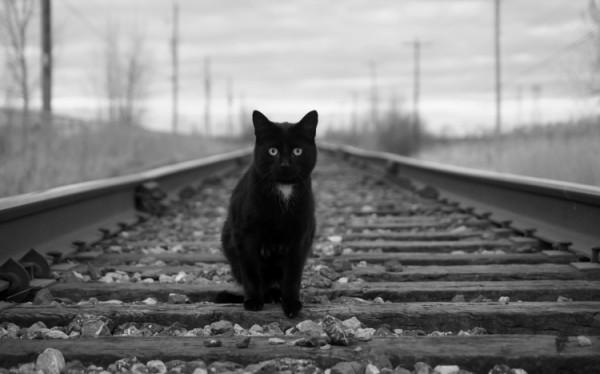 gatto che prende il treno