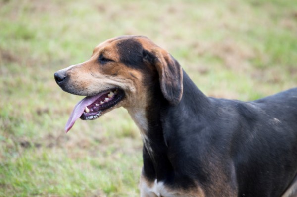 trombocitopenia cane cause cosa fare