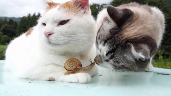 curiosa famiglia felina... a passo di lumaca!