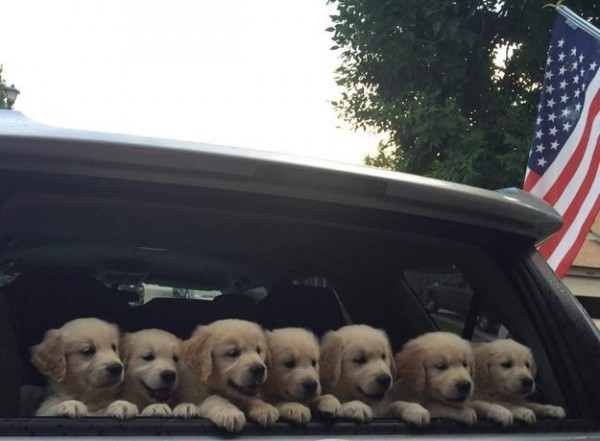 7 cuccioli in viaggio nel portabagagli auto (2)
