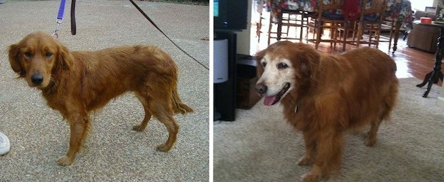 10 foto prima e dopo cani amati