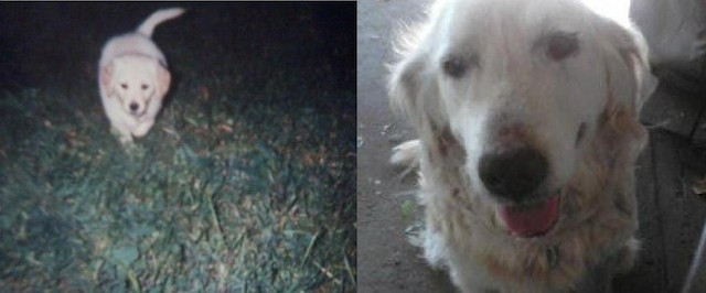 10 foto prima e dopo cani amati