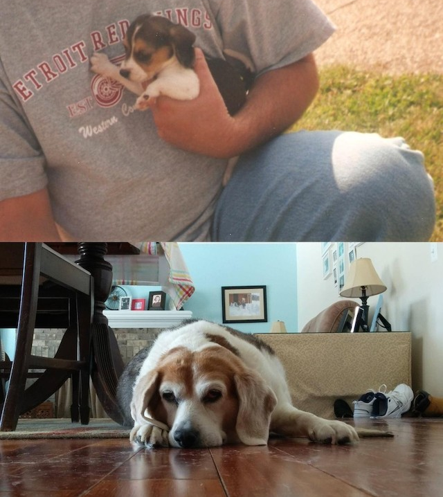 10 foto prima e dopo cani amati