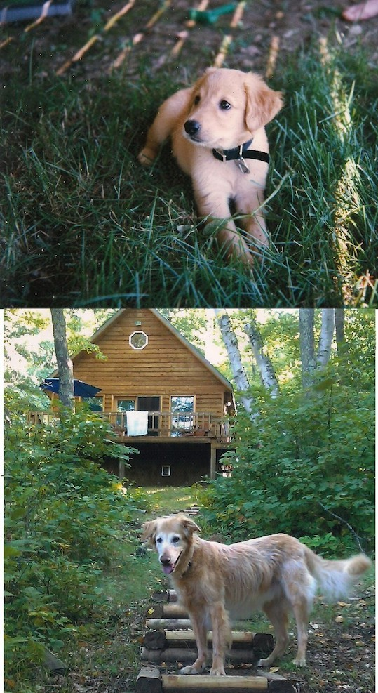 10 foto prima e dopo cani amati