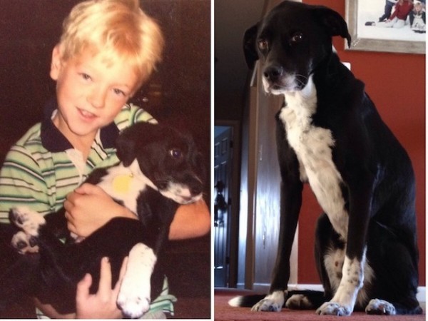 10 foto prima e dopo cani amati