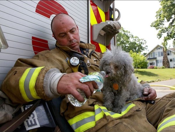 10 animali salvati dai vigili del fuoco