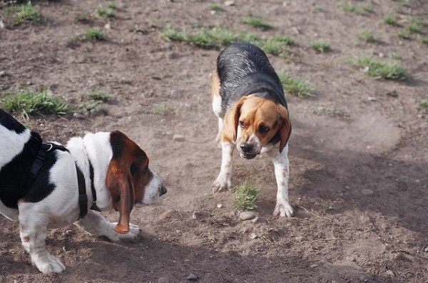 12 consigli evitare liti cani