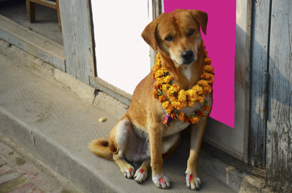 Cani festa sacra Nepal