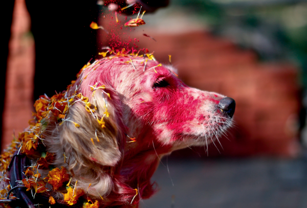 Cani celebrati festa sacra Nepal