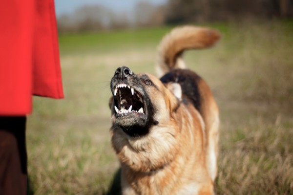 Cani possono fiutare psicopatici