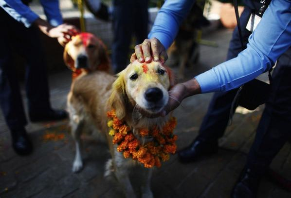 Cani celebrati festa sacra Nepal