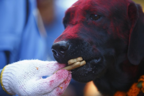 Cani celebrati festa sacra Nepal