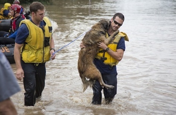 10 animali salvati dai vigili del fuoco