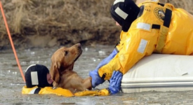 10 animali salvati dai vigili del fuoco