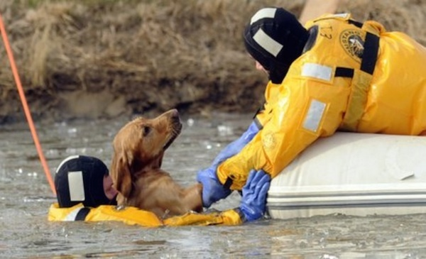 10 animali salvati dai vigili del fuoco