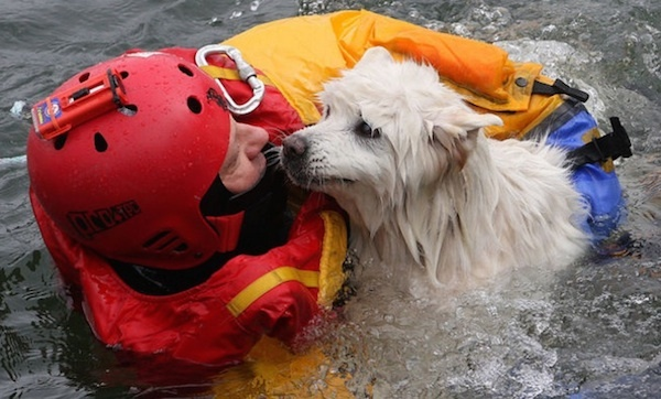 10 animali salvati dai vigili del fuoco