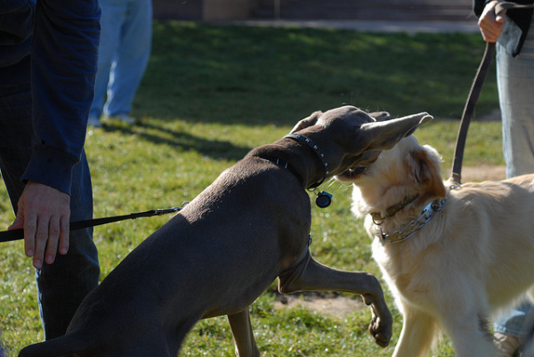 12 consigli per evitare combattimenti cani