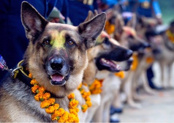 Cani festa sara Nepal