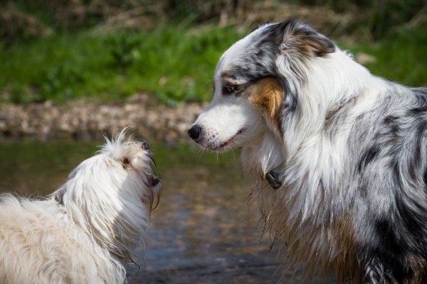 12 consigli evitare lotte cani